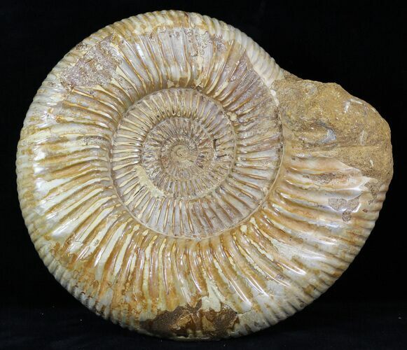Perisphinctes Ammonite - Jurassic #31757